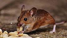 24 Hour & Emergency Exterminators in Hartford City, IN